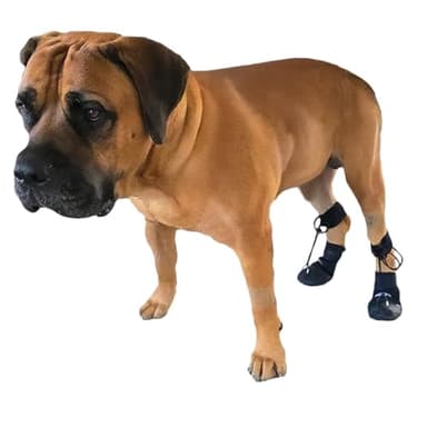 WALKABOUT™ Toe'sUP Anti-Knuckling Aid | Supportive 2-in-1 Dog Boot and Paracord Solution for Paw and Pad Protection | Rapid Pain Relief & Corrective Leg Support for Scraping Dragging Injuries (ML)