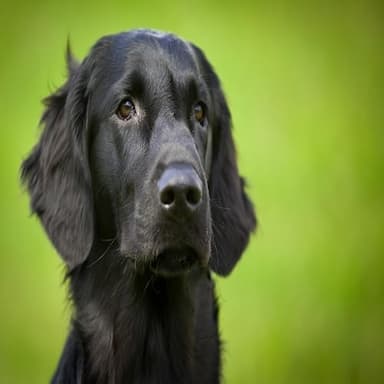 Best List of Funny Male Dog Names