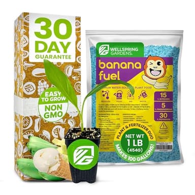 Ice Cream Banana Tree Live Plant & Banana Fuel Fertilizer (1lb) by Wellspring Gardens - Water-Soluble Fertilizer & Banana Live Plant - Ideal for Patio & Outdoor Gardens -For Healthy & Delicious Banana
