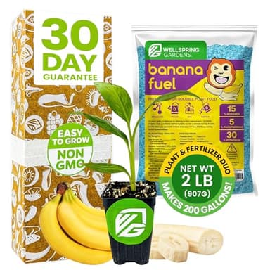 Dwarf Cavendish Banana Plant Tree & Banana Fuel Fertilizer (2lb) Bundle by Wellspring Gardens -Banana Live Plant Tree for Indoor/Outdoor Gardeners -Water Soluble Formulated Plant Food for Healthy Grow